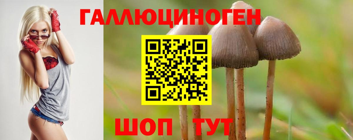 Псилоцибиновые грибы Psilocybe Сорочинск